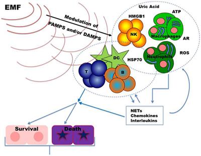 Immune-Modulating Perspectives for Low Frequency Electromagnetic Fields in Innate Immunity